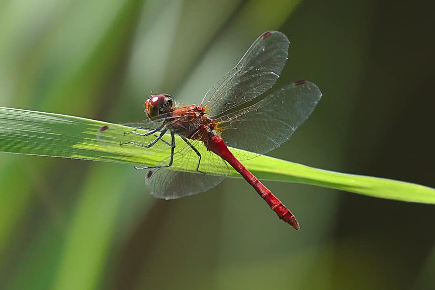 dragonfly, insekt, nærbilde, fly insekt
