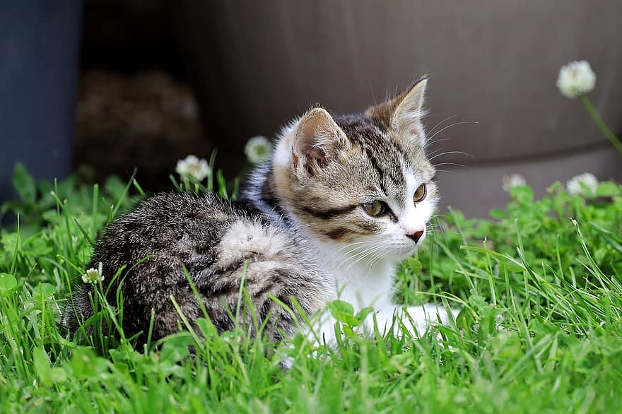 Cat, Kitten, Domestic Cat, Playful, Young, Charming, Cat's Eyes, Meadow, Mieze, Young Animal