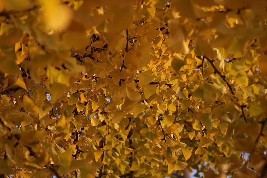 ginkgo, jesień, Natura, drzewo, Oddział, odchodzi, spadek, liść, żółty, tła, pora roku