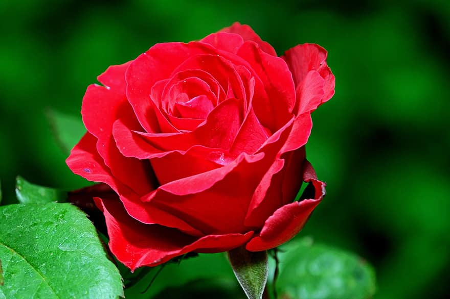 Rose, blomst, plante, rød rose, rød blomst, kronblade, flor, tæt på, kronblad, blad, blomsterhoved