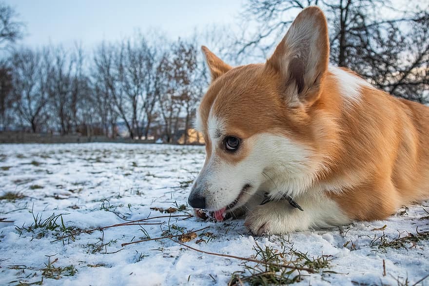 animal, câine, Corgi, rasă, canin, animal de companie, în aer liber, pembroke welsh corgi, zăpadă, iarnă, welsh corgi