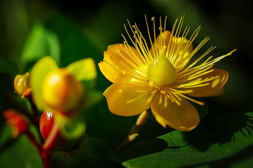 цвете, растат, растеж, пъпка, градина, цвят, разцвет, растение, флора, жълт, аромат