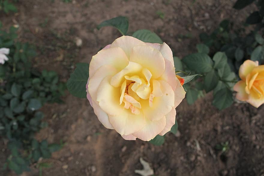 rose chinoise, fleur