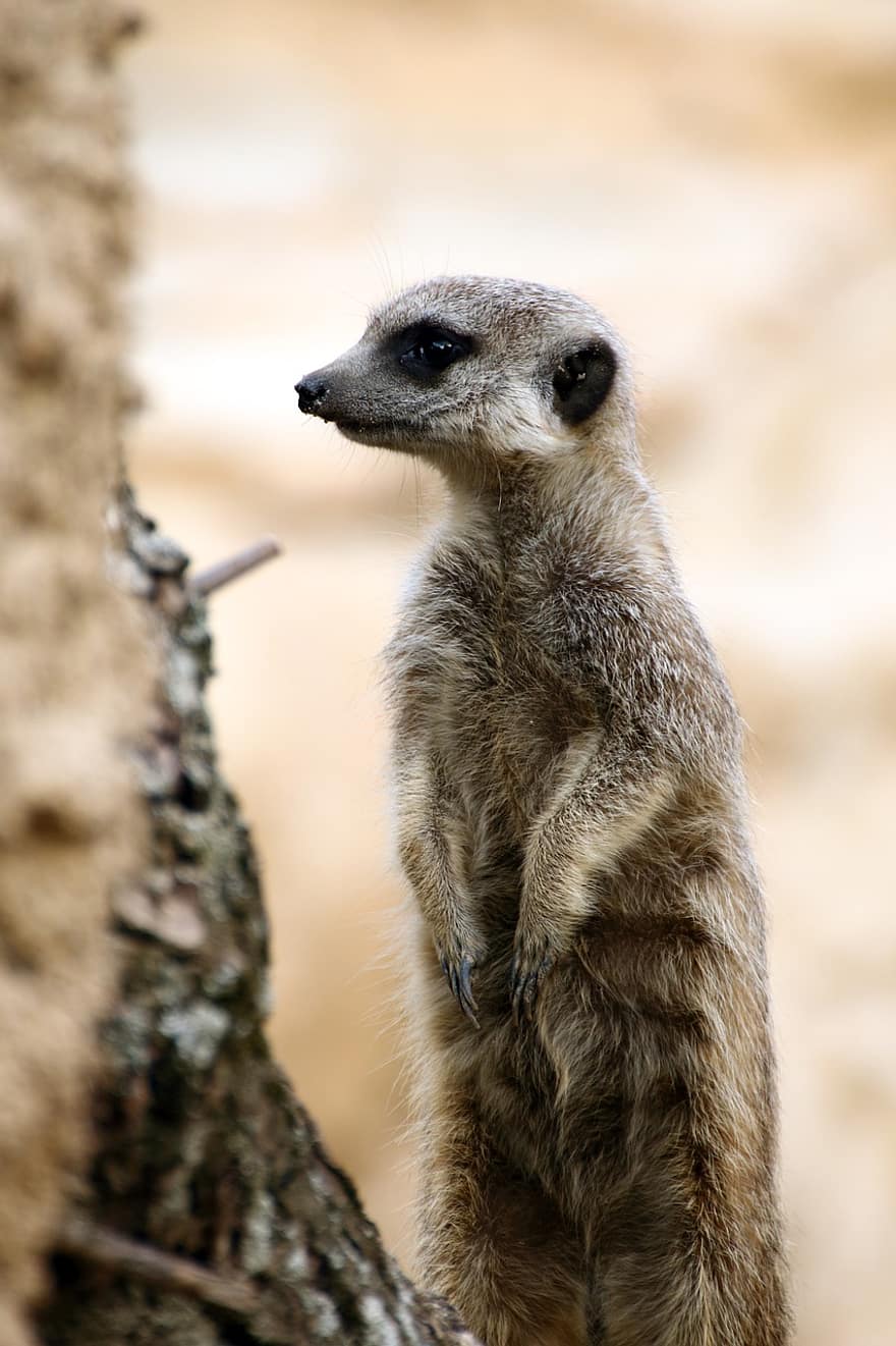 Meerkat, Animal, Mammal, Fur, Wild, Zoo