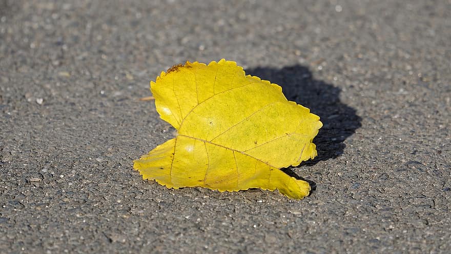 лист, осень, время года, падать, желтый, крупный план, фоны, сухой, завод, октябрь, разноцветный