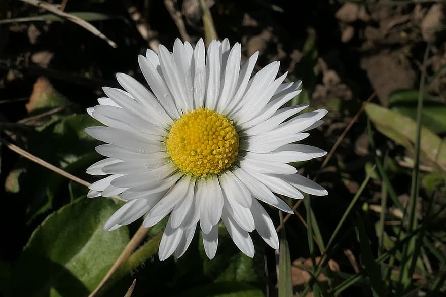 Daisy, gėlė, balta gėlė, žiedlapių, balti žiedlapiai, žydi, žiedas, flora, augalų, pobūdį, vasara