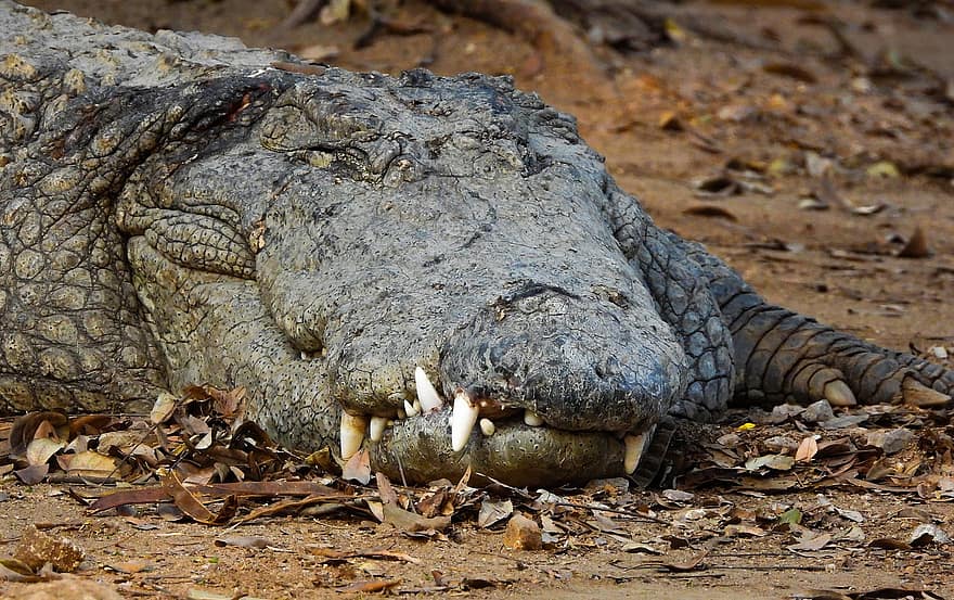 krokodil, alligator, dieren in het wild, Nehru Zoölogisch Park, dierentuin, reptiel, Afrika, Gevaar, groot, bedreigde soort, dierlijke tanden