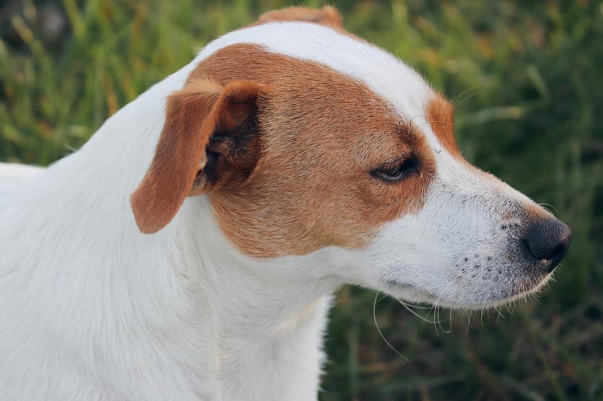 Animal, Dog, Mammal, Domestic Animal, Breed, Snout, Jack Russell, Portrait, Domestic Dog, White, pets