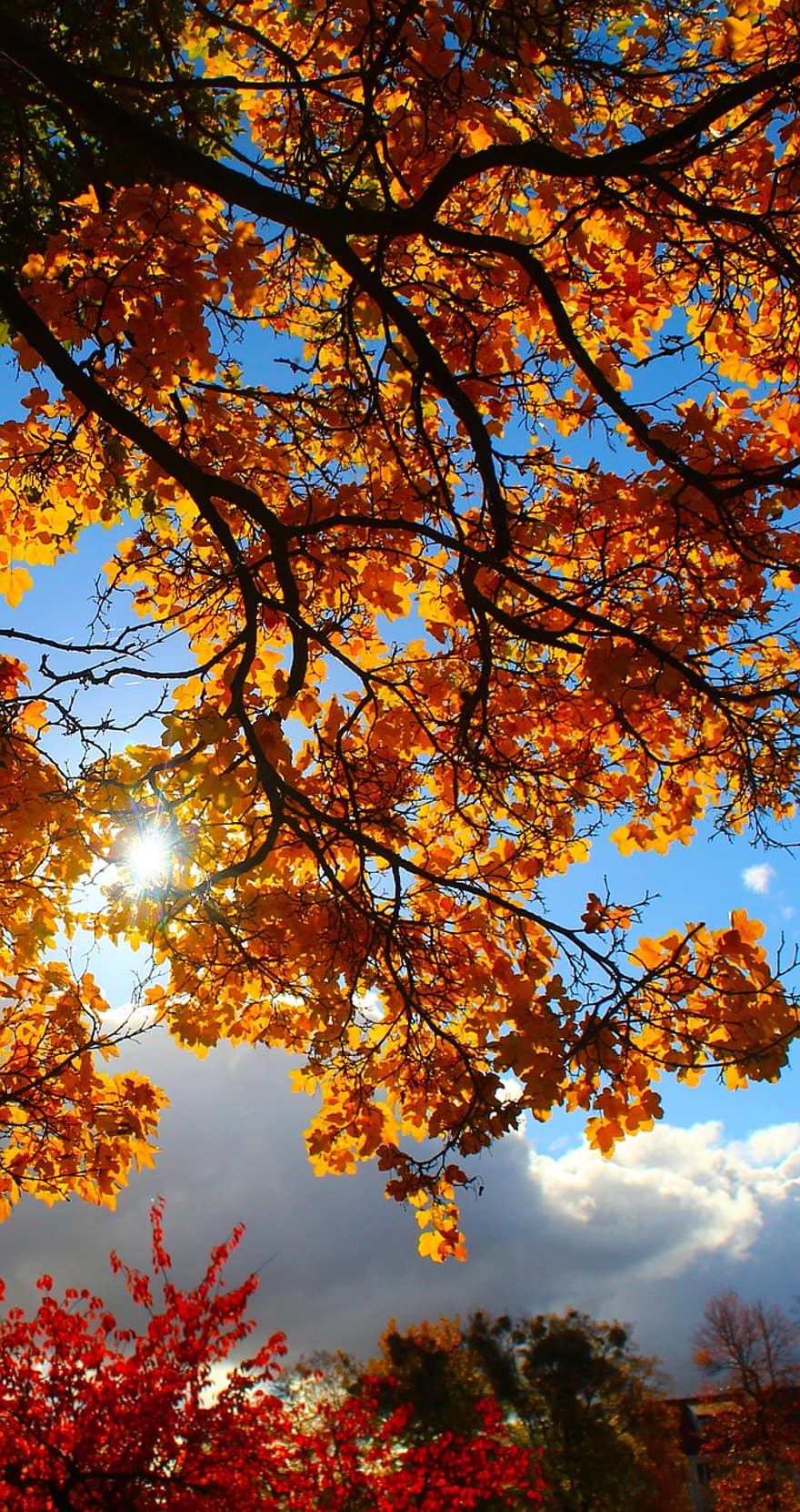 outono, filiais, árvore, sai, luz solar, céu, folhagem, folha, amarelo, temporada, floresta