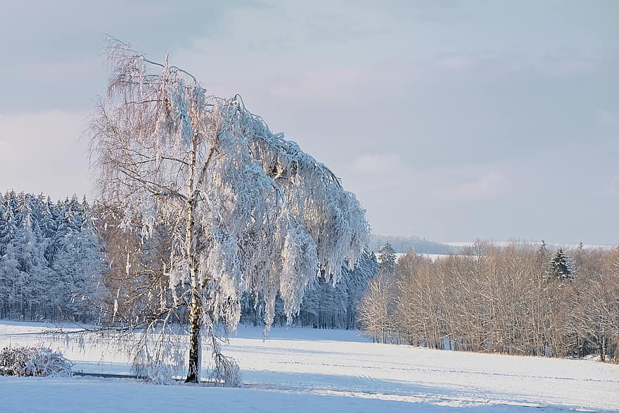 kış, huş ağacı, kar, doğa, peyzaj, soğuk, buz gibi