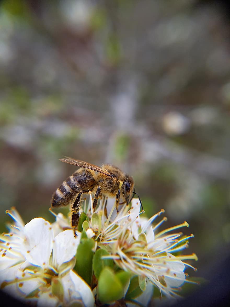 albină, insectă, poleniza, animal, polenizare, floare, insectă înțepată, aripi, natură, hymenoptera, entomologie