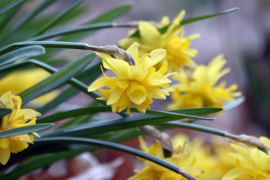 narcis, žluté květy, květiny, jaro, Příroda, zblízka