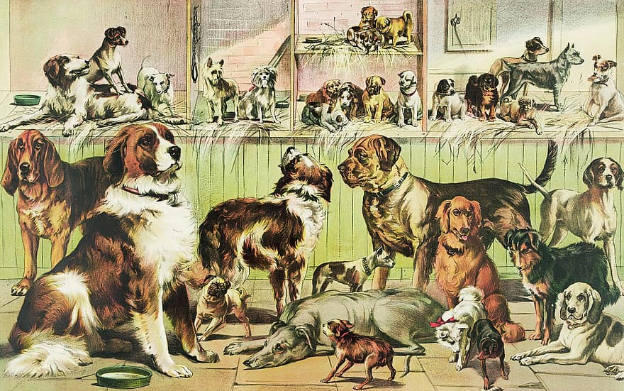 chiens, animaux domestiques, dessin animé, dessin, chenil, vétérinaire, canines