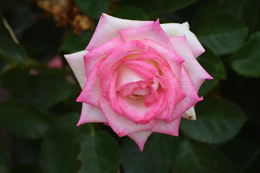 Rosa, flor, floración, naturaleza, romance, pétalos, pag, rosado, enamorado