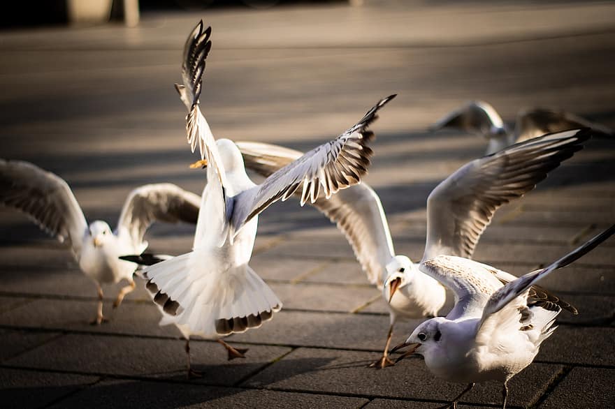 Seagulls, Birds, Animals, Gulls, Seabirds, Wildlife, Wings, City, Street, Urban, Beak