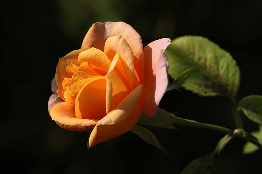 Розов златен медал, оранжева роза, разцвет, оранжев цвете, оранжеви венчелистчета, цвете, цвят, флора, ботаника, цветарски, градинарство