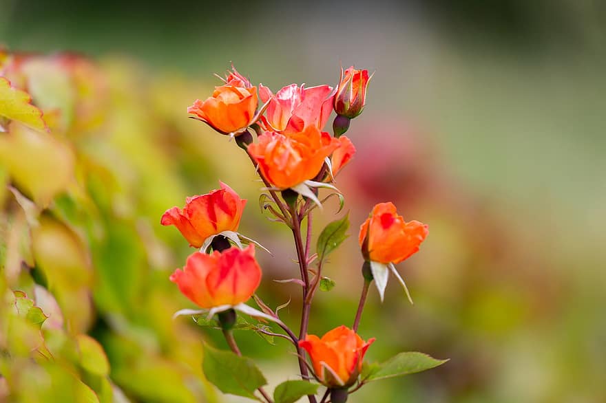 rosa naranja, Capullo de rosa naranja, Rosa, flor, pétalos, hojas, brote, floración, naturaleza, planta