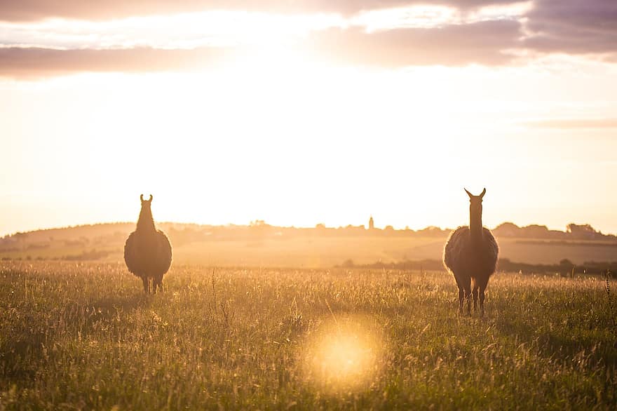 Lama, Silhouette, Animal, Sunset