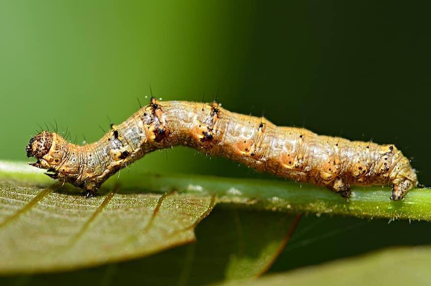 Caterpillar, Insect, Bug, Worm, Plant, Leaf, Entomology