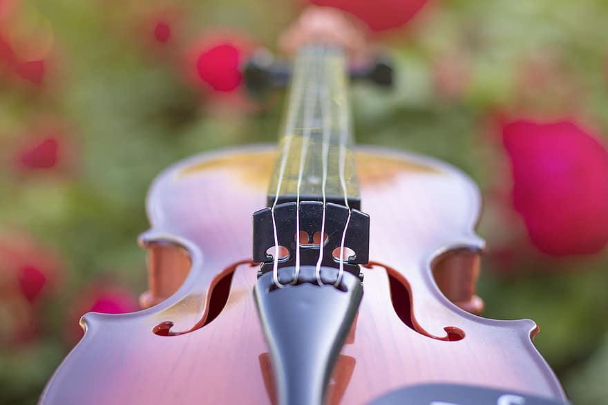 violino, cordas, musical, instrumento, flores