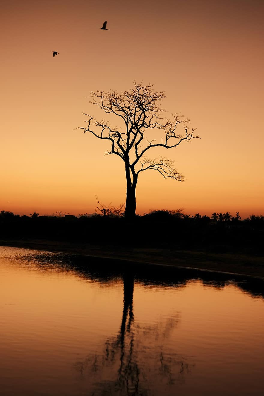 arbre, posta de sol, naturalesa, vietnam, pacífica, aigua, vespre, a l'aire lliure, silueta, paisatge, sol