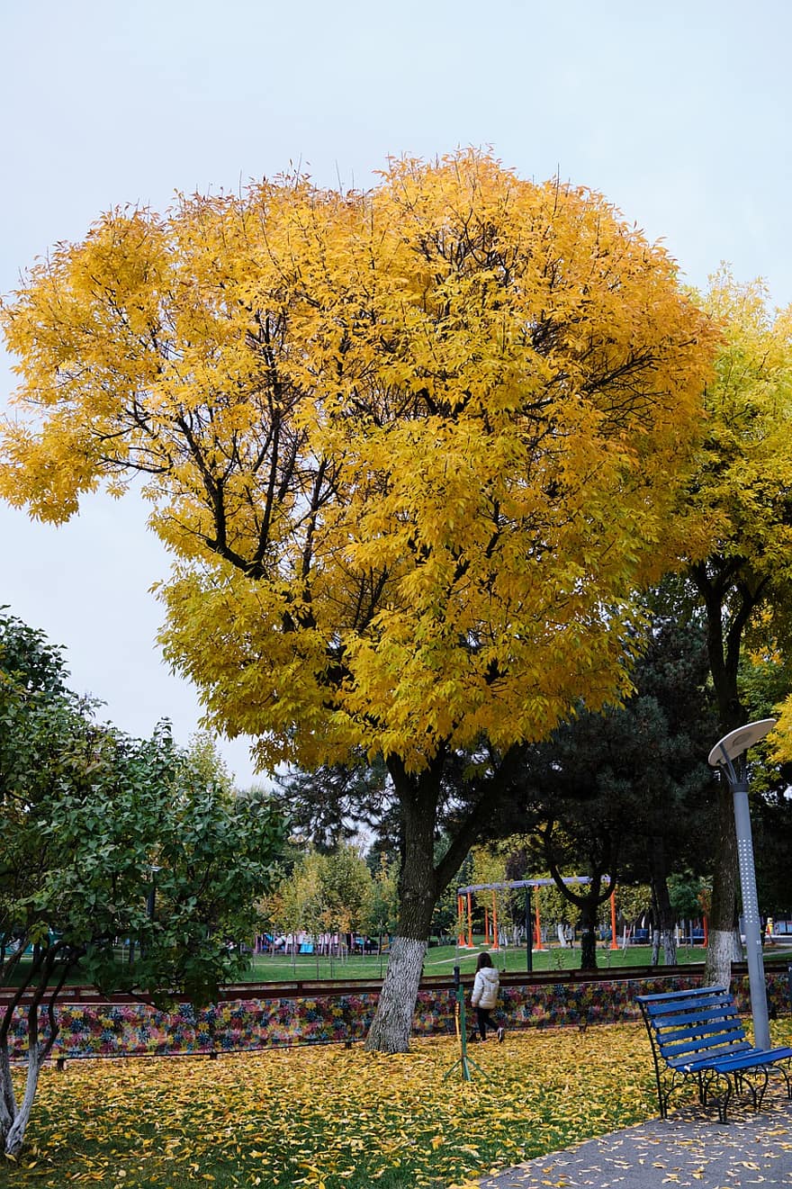 copac, parc, toamnă, cădea, frunze, frunziş, galben, sezon, octombrie, multi colorate, plantă