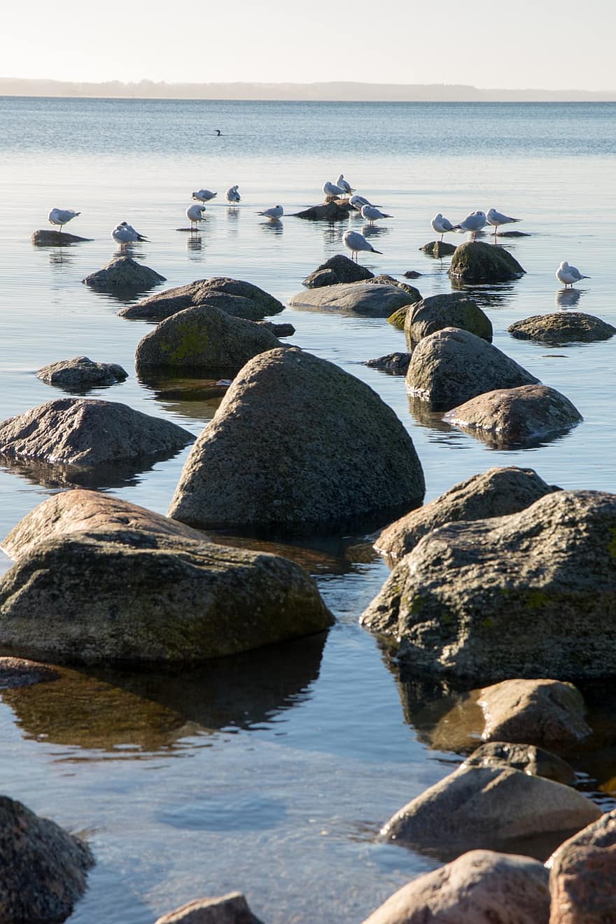 mar, roques, gavines, platja, Mar Bàltic, ocells, aigua, llac, pedres, línia de costa, rock