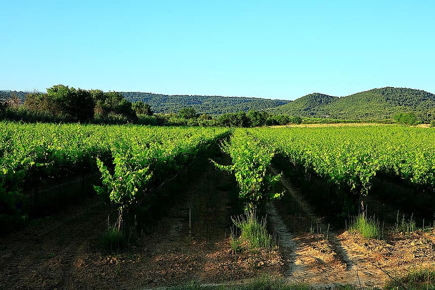vinya, França, al sud, vi, raïm, fruita, viticultura, vigneron, agricultura, verd, poder