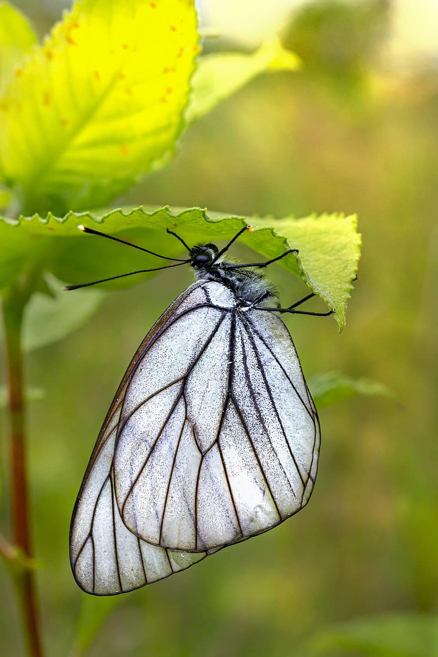 biały z czarnymi żyłkami, motyl, owad, aporia crataegi, zwierzę, roślina, Natura, ogród