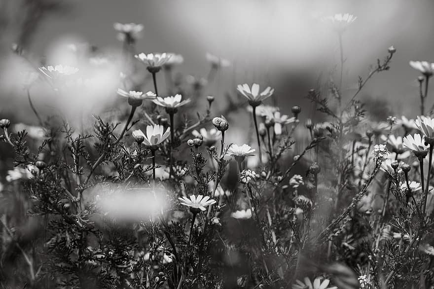 flor, hierba, primavera, ver, belleza, flores silvestres, planta, verano, prado, de cerca, en blanco y negro
