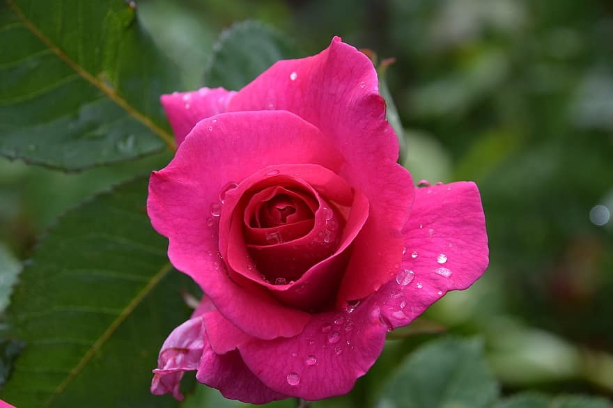 Rosa, flor, pétalos, gotas de lluvia, gotas de rocío, planta, flora