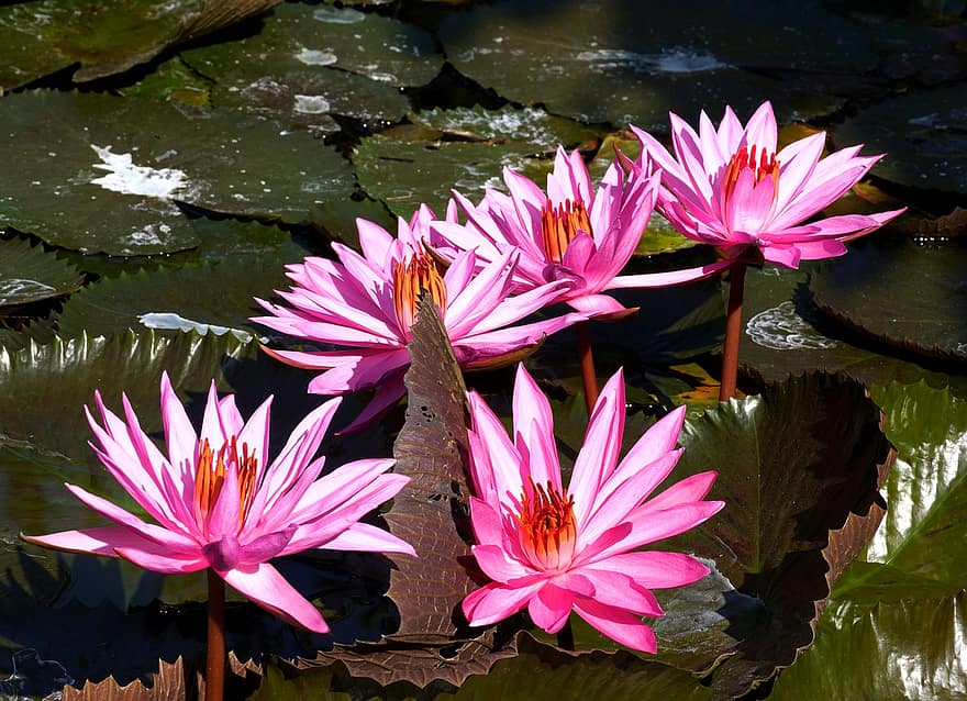 Wasserlilien, Teich, Seerosen, Blumen, Blütenblätter, rosa Blütenblätter, blühen, Flora