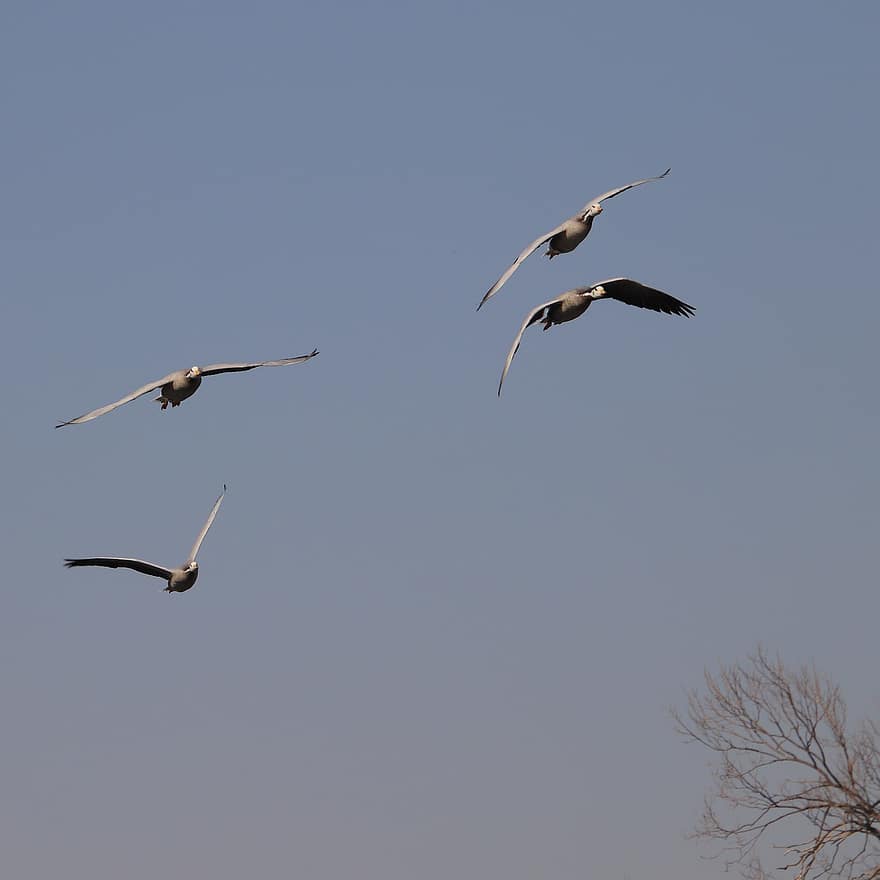 Birds, Bar-headed Geese, Ornithology, Flying, Species, Animal, Flight, Geese, Water Birds, Waterfowls, Wings
