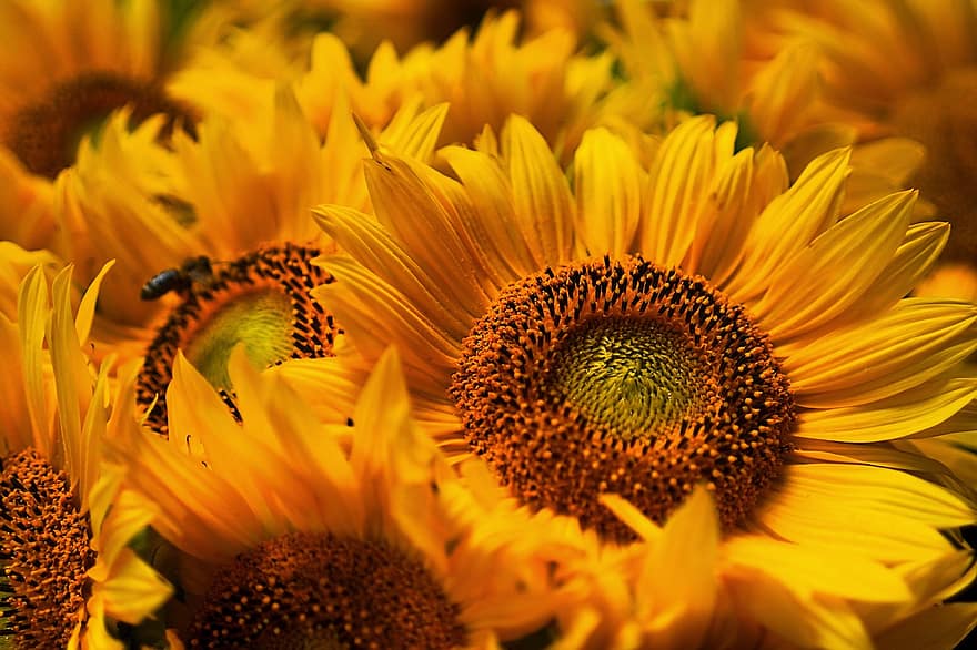 Sonnenblumen, Blumen, gelbe Blumen, Blütenblätter, gelbe blütenblätter, blühen, Flora, Pflanzen, Natur