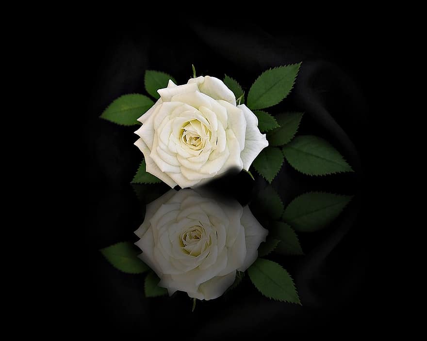 pieauga, zieds, pārdomas, atspoguļo, spoguļattēls, melns fons, baltā roze, balts zieds, rožu ziedlapiņas, baltas ziedlapiņas, zied