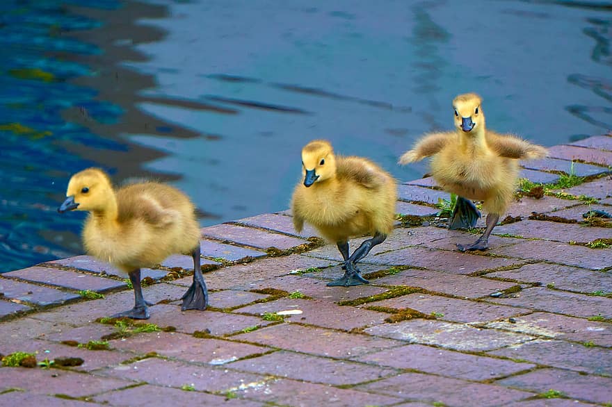 Goslings, Geese, Lake, Pond, Birds, Nature, Wildlife, beak, duck, yellow, feather