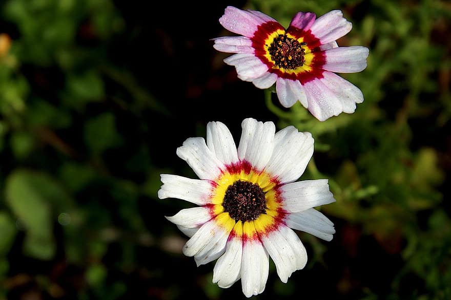 tricolor daisy, blomster, planter