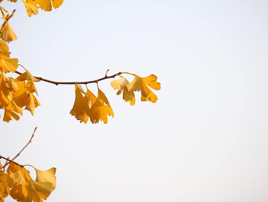 Hintergrund, Herbst, Natur, Ginkgo, Blätter, Ast