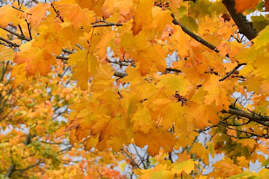träd, löv, lövverk, höst, ark, höstfärg, blad, gul, säsong, skog, livlig färg