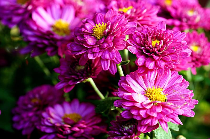 crisantems, flors, flors de color rosa, bouquet, jardí, flora, planta, primer pla, flor, estiu, pètal