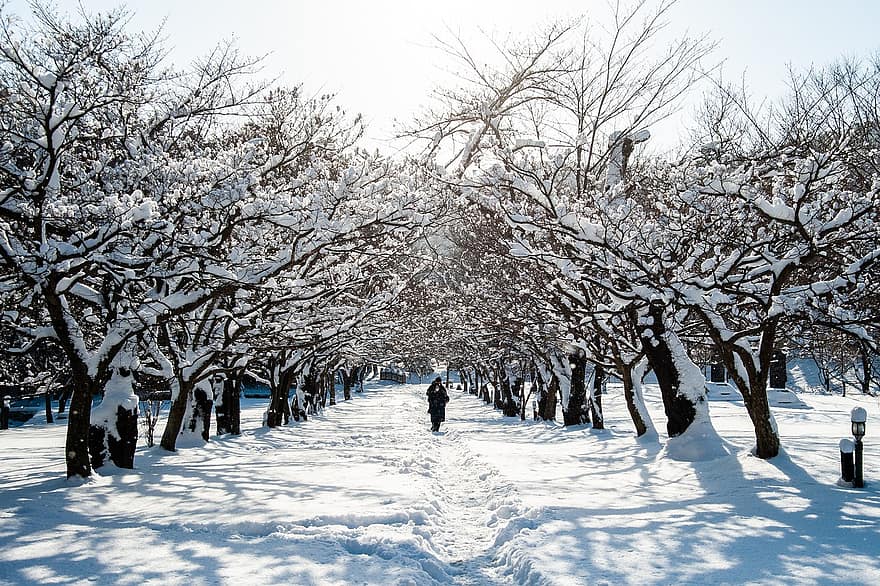나무, 눈, 겨울, 줄 지어 나무, 눈이 덮여, 대한민국, 신전, 산들, 감기, 흰 서리, 눈이 내리는
