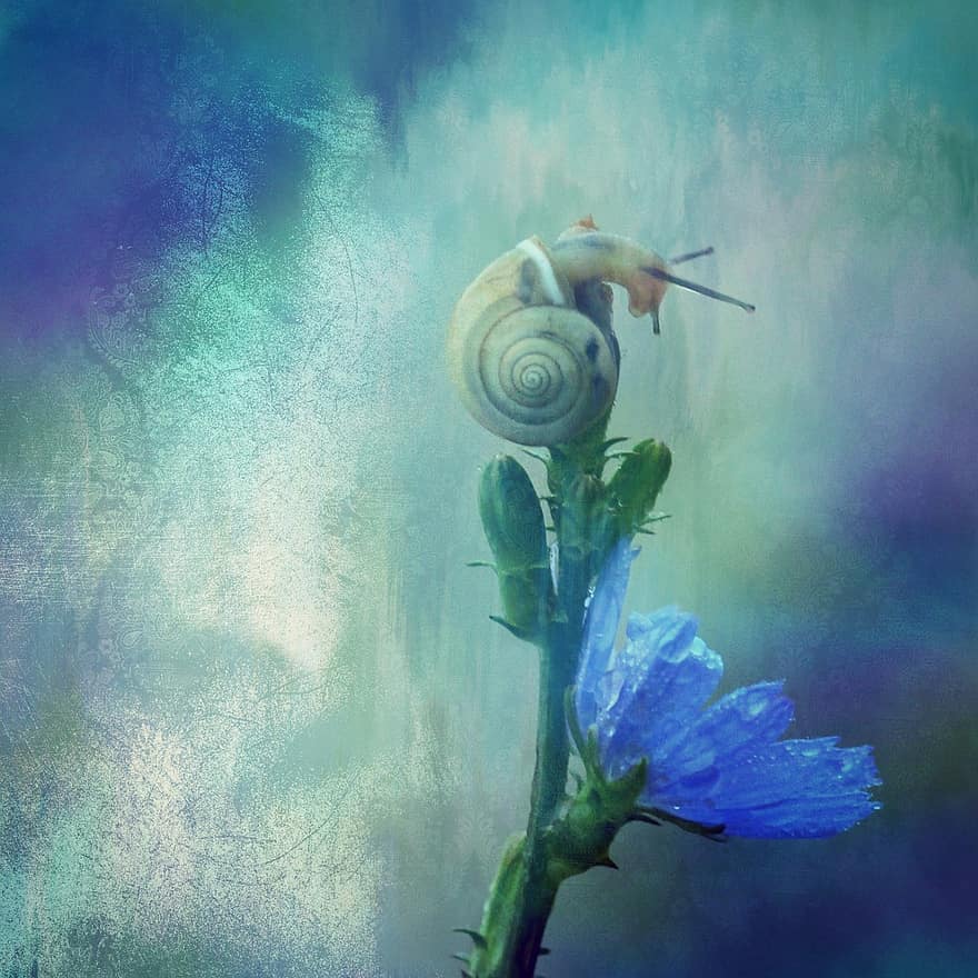 Texture, Background, Snail, Shell, Animal, Nature, Plant, Blossom, Bloom, Flower, Decorative