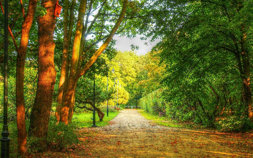 mežs, raksturs, ceļš, lauku, ārā, parks, koks, rudenī, zaļā krāsa, lapas, sezonā