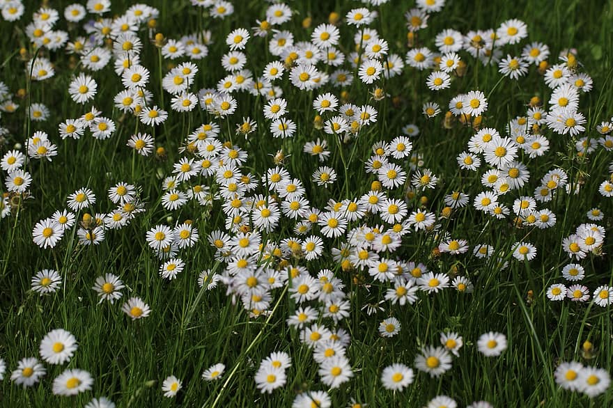 Prairie, Marguerite, pré de fleurs, la nature, été, joie, herbe, fleur, Floraison, blanc, flore