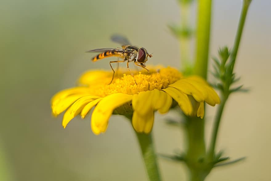 hoverfly, marigold, alam, padang rumput, padang rumput bunga, mekar, berkembang, serangga, berkebun, bunga musim panas, merapatkan