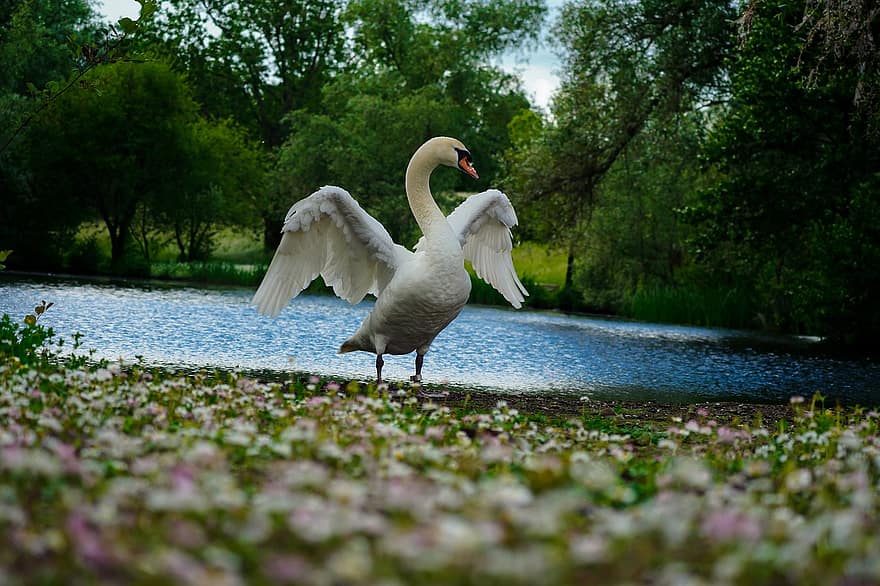 Swan, Pond, Animal, Nature, Wildlife, Forest, Zoo, Germany, Waterfowl, feather, beak