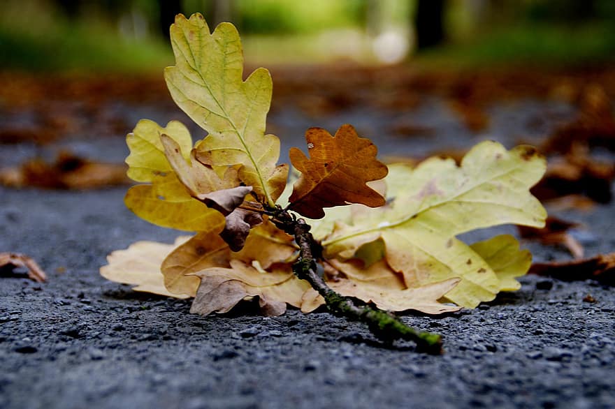jatuh, Daun-daun, ek, musim gugur, daun-daun berguguran, ranting, cabang, jalan, tanah, alam