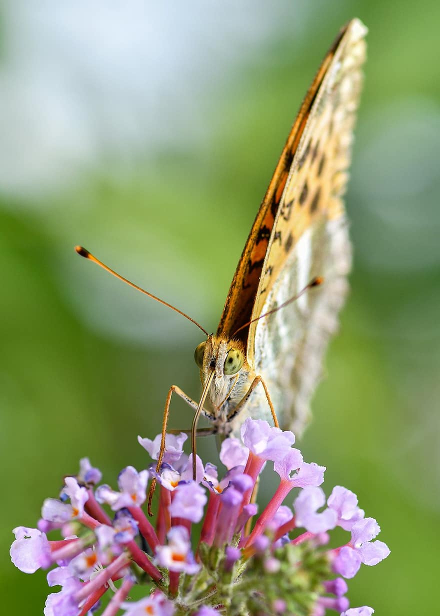 vlinder, insect, bloem, fritillary, donkergroene parelmoervlinder, dier, fabriek, tuin-, natuur
