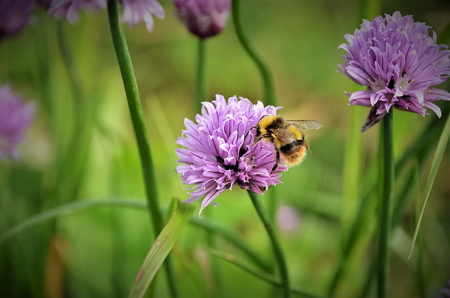 земна пчела, пчела, Ливадна пчела, див лук, билки, цветя, буболечка, флора, фауна, лято, цвете