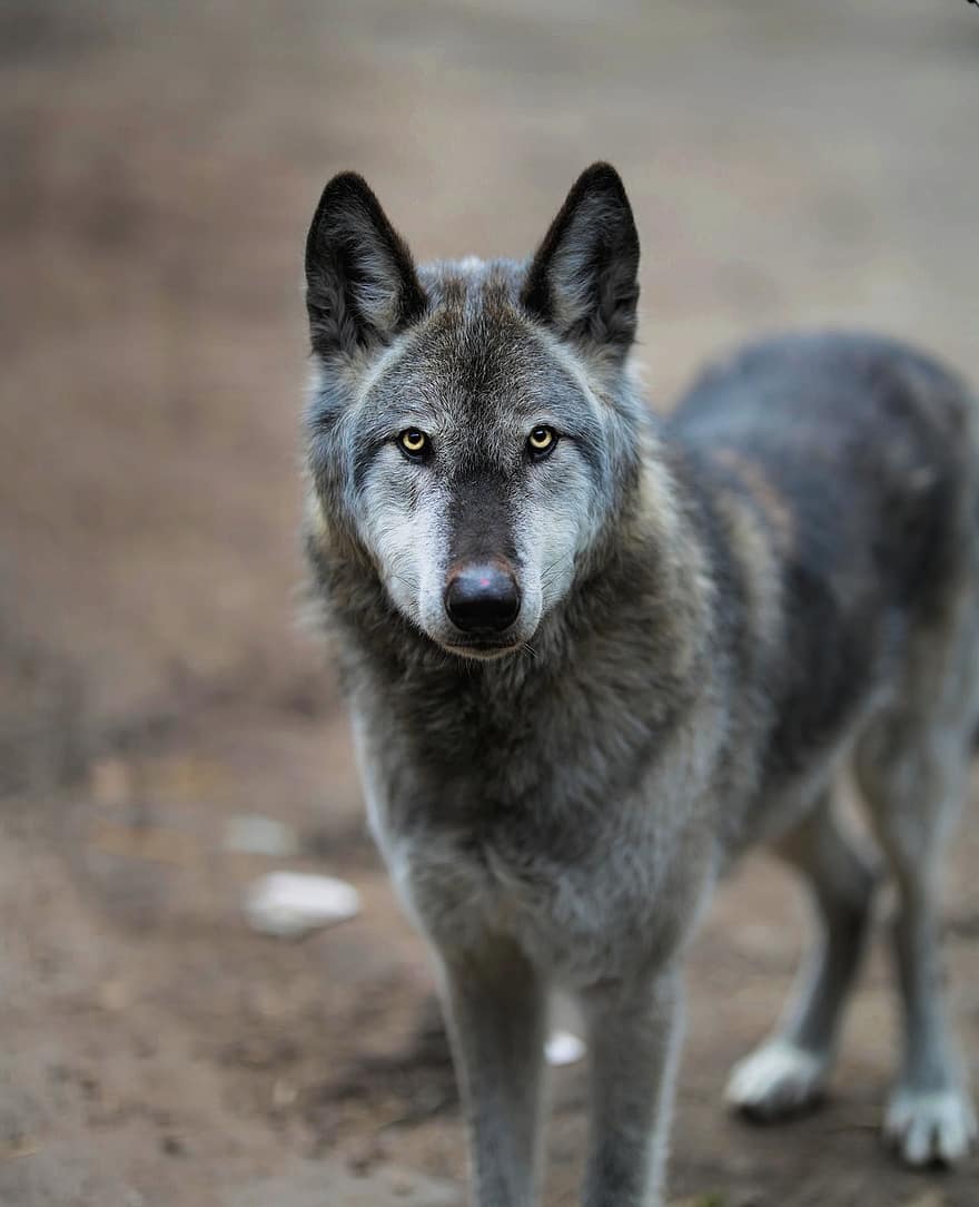 Wolfdog, Wolf, Dog, Canine, Sanctuary, Fur, Animal, Mammal, Wild, Predator, Portrait